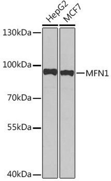 Cell Biology Antibodies 16 Anti-MFN1 Antibody CAB15474
