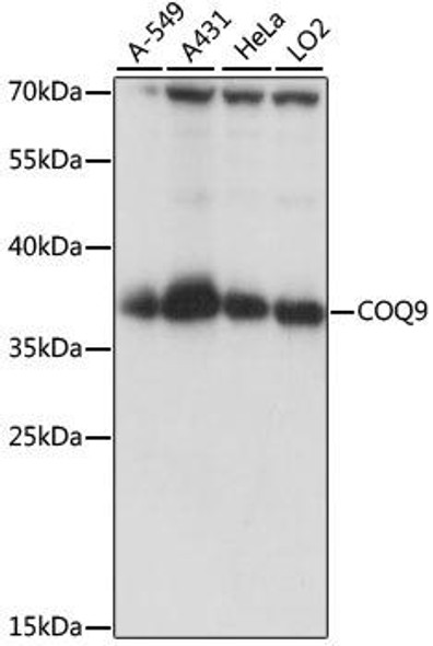 Metabolism Antibodies 1 Anti-COQ9 Antibody CAB15480