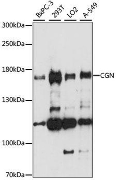 Cell Biology Antibodies 6 Anti-CGN Antibody CAB15489