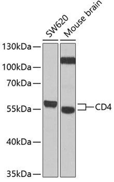 Immunology Antibodies 3 Anti-CD4 Antibody CAB1549