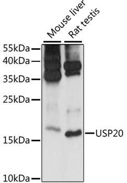 Epigenetics and Nuclear Signaling Antibodies 2 Anti-MRPS14 Antibody CAB15499