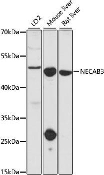 Cell Biology Antibodies 6 Anti-NECAB3 Antibody CAB15500