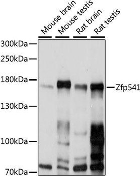 Cell Biology Antibodies 16 Anti-Zfp541 Antibody CAB15530