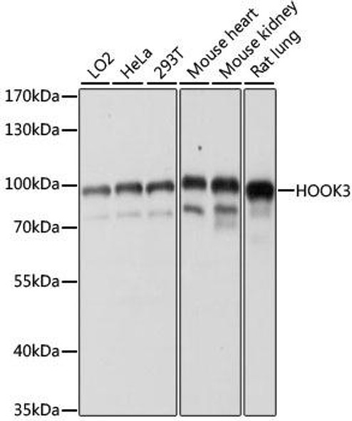 Cell Biology Antibodies 6 Anti-HOOK3 Antibody CAB15536