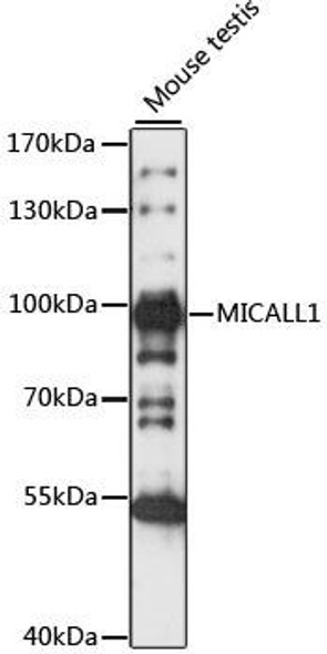 Cell Biology Antibodies 6 Anti-MICALL1 Antibody CAB15541