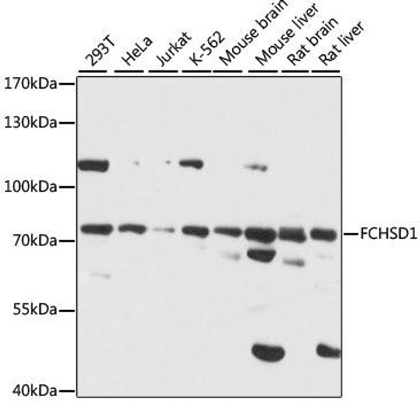 Cell Biology Antibodies 6 Anti-FCHSD1 Antibody CAB15543