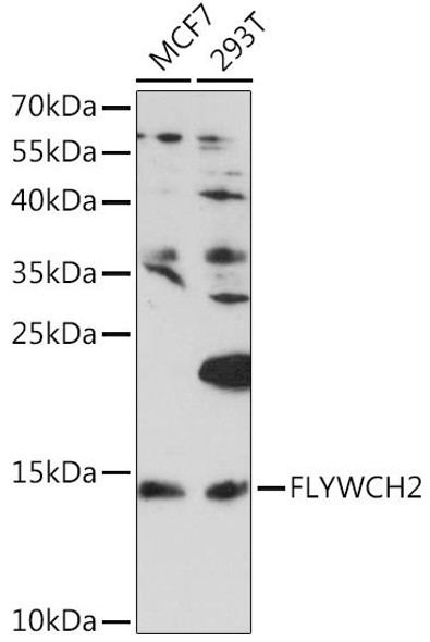 Cell Biology Antibodies 6 Anti-FLYWCH2 Antibody CAB15556