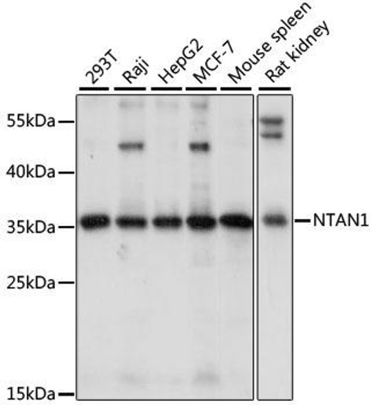 Cell Biology Antibodies 6 Anti-NTAN1 Antibody CAB15562