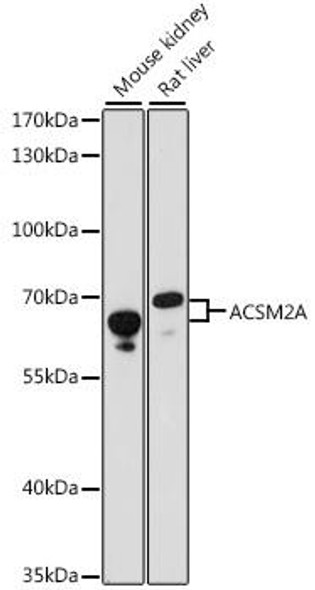 Metabolism Antibodies 1 Anti-ACSM2A Antibody CAB15563
