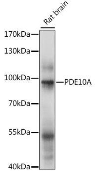 Cell Biology Antibodies 6 Anti-PDE10A Antibody CAB15597