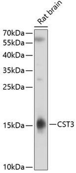 Cell Biology Antibodies 6 Anti-CST3 Antibody CAB1561