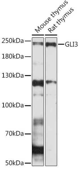 Epigenetics and Nuclear Signaling Antibodies 2 Anti-GLI3 Antibody CAB15613