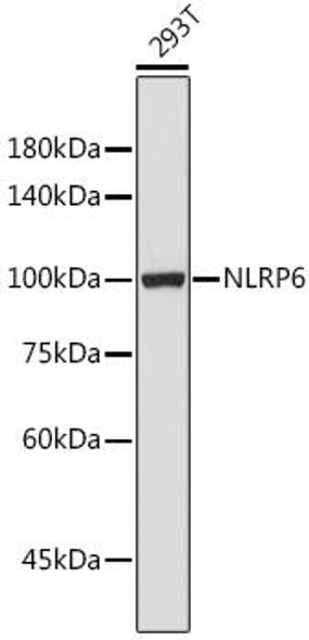 Immunology Antibodies 3 Anti-NLRP6 Antibody CAB15628