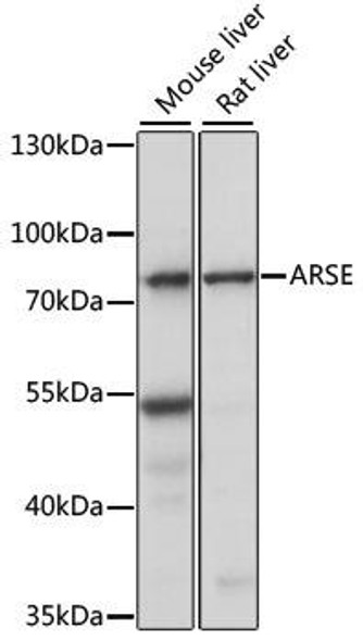 Cell Biology Antibodies 6 Anti-ARSE Antibody CAB15644