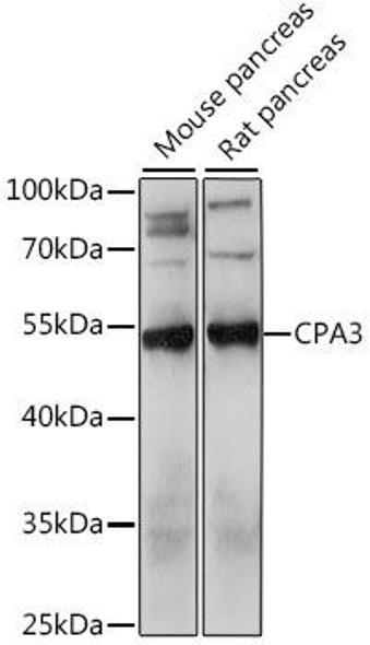 Cell Biology Antibodies 6 Anti-CPA3 Antibody CAB15658