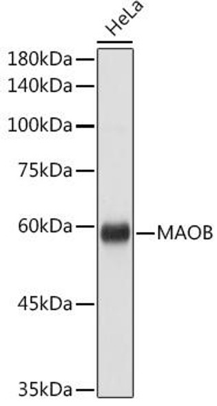 Cell Biology Antibodies 6 Anti-MAOB Antibody CAB1568