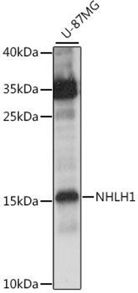 Developmental Biology Anti-NHLH1 Antibody CAB15695