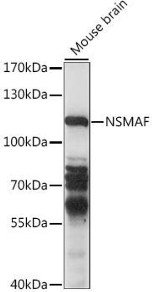 Cell Biology Antibodies 6 Anti-NSMAF Antibody CAB15742