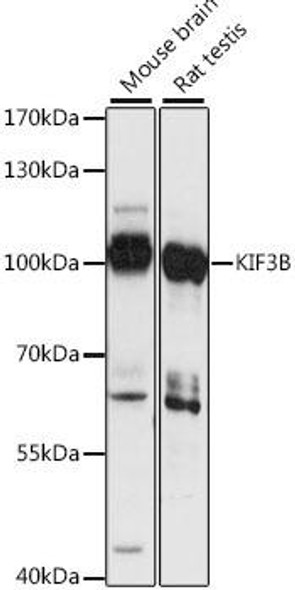 Cell Biology Antibodies 6 Anti-KIF3B Antibody CAB15754