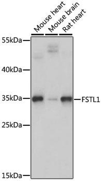Cardiovascular Antibodies Anti-FSTL1 Antibody CAB15789