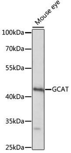 Cell Biology Antibodies 6 Anti-GCAT Antibody CAB15802