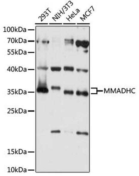 Cell Biology Antibodies 6 Anti-MMADHC Antibody CAB15820