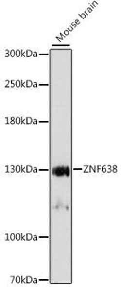 Epigenetics and Nuclear Signaling Antibodies 2 Anti-ZNF638 Antibody CAB15821