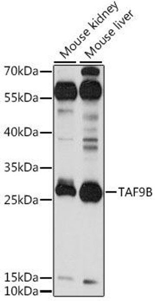 Epigenetics and Nuclear Signaling Antibodies 2 Anti-TAF9B Antibody CAB15845