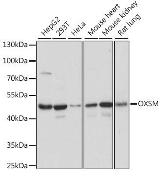 Metabolism Antibodies 3 Anti-OXSM Antibody CAB15852