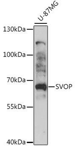 Signal Transduction Antibodies 2 Anti-SVOP Antibody CAB15859