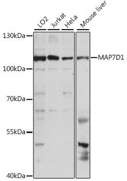 Cell Biology Antibodies 6 Anti-MAP7D1 Antibody CAB15862