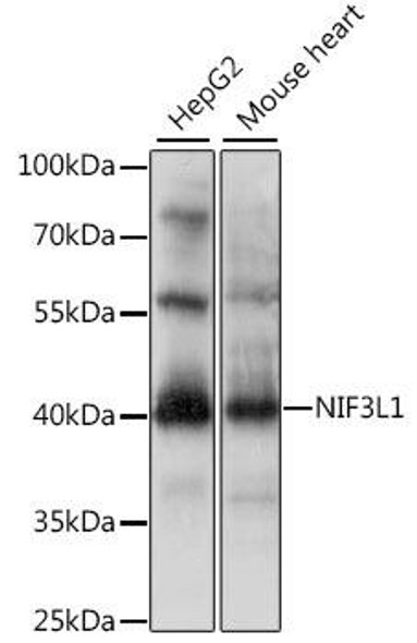 Neuroscience Anti-NIF3L1 Antibody CAB15879