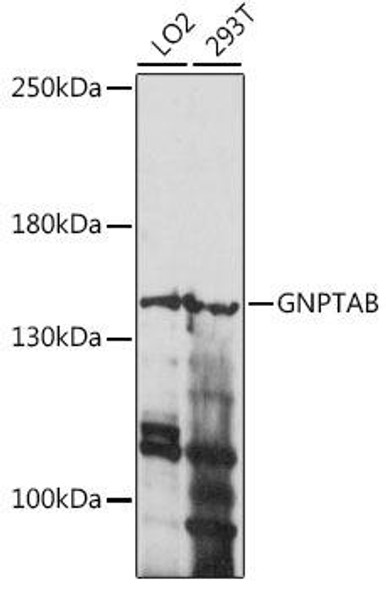 Cell Biology Antibodies 6 Anti-GNPTAB Antibody CAB15895