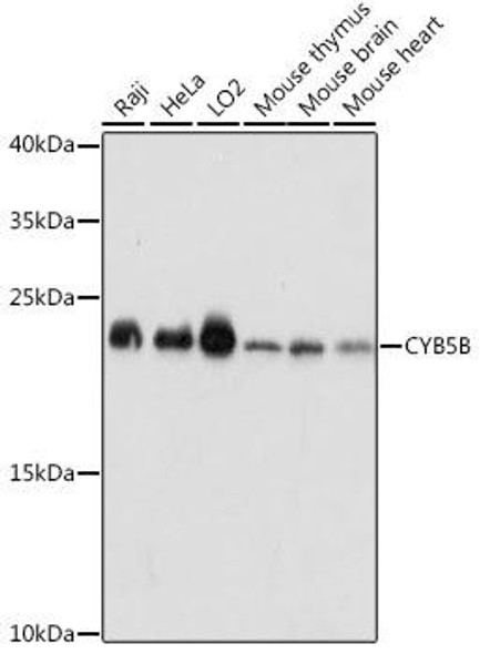 Cell Biology Antibodies 6 Anti-CYB5B Antibody CAB15900