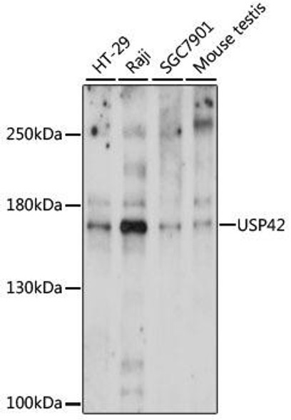 Developmental Biology Anti-USP42 Antibody CAB15911