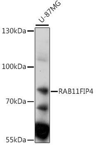 Immunology Antibodies 2 Anti-RAB11FIP4 Antibody CAB15914