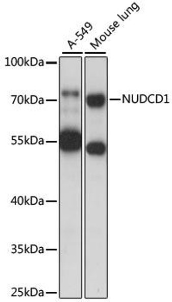 Immunology Antibodies 2 Anti-NUDCD1 Antibody CAB15919