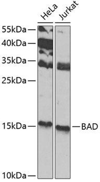 Cell Death Antibodies 1 Anti-BAD Antibody CAB1593