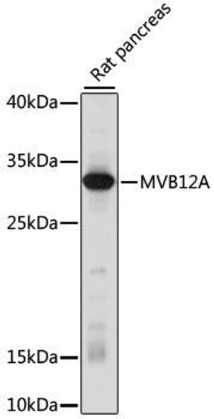 Cell Biology Antibodies 6 Anti-MVB12A Antibody CAB15933