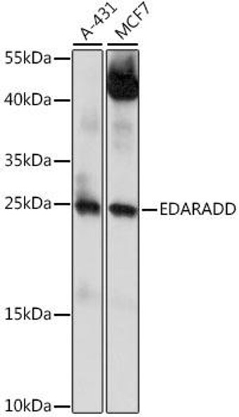 Developmental Biology Anti-EDARADD Antibody CAB15950