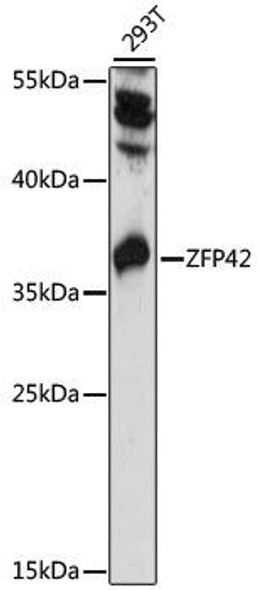 Epigenetics and Nuclear Signaling Antibodies 2 Anti-ZFP42 Antibody CAB15954