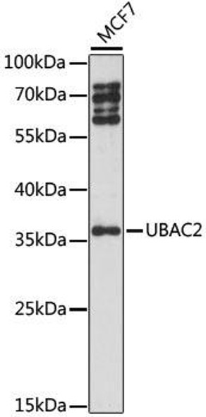 Metabolism Antibodies 3 Anti-UBAC2 Antibody CAB15975