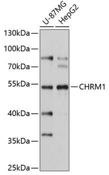 Cell Biology Antibodies 6 Anti-CHRM1 Antibody CAB1598