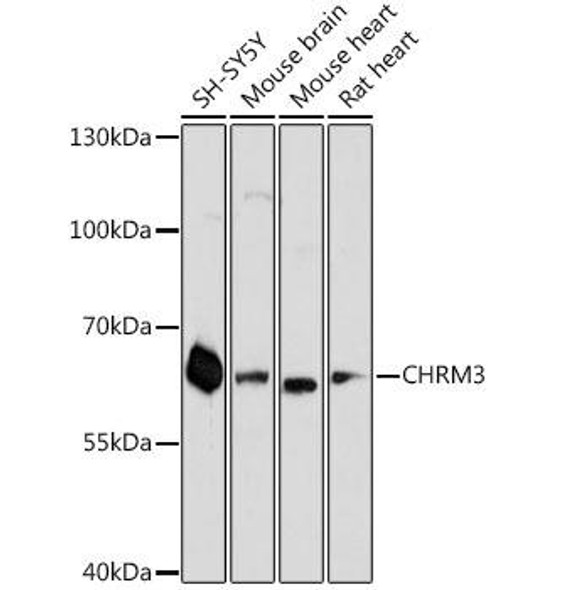 Cell Biology Antibodies 6 Anti-CHRM3 Antibody CAB1602