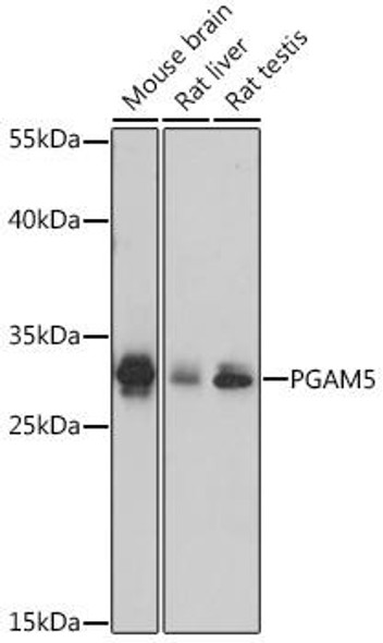 Cell Death Antibodies 1 Anti-PGAM5 Antibody CAB16022