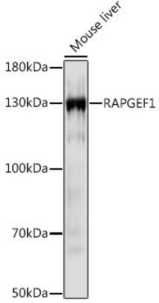 Neuroscience Anti-RAPGEF1 Antibody CAB16050