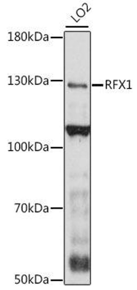 Epigenetics and Nuclear Signaling Antibodies 2 Anti-RFX1 Antibody CAB16066