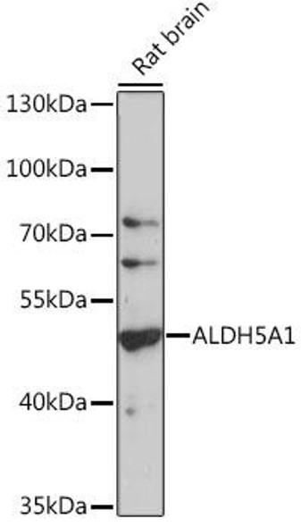 Cell Biology Antibodies 6 Anti-ALDH5A1 Antibody CAB16074