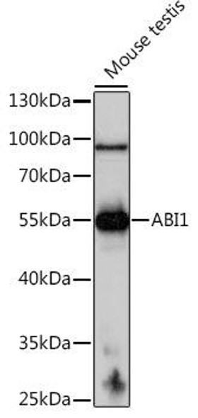 Immunology Antibodies 2 Anti-ABI1 Antibody CAB16092