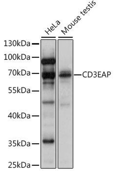 Epigenetics and Nuclear Signaling Antibodies 2 Anti-CD3EAP Antibody CAB16099